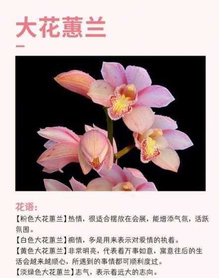 大花惠兰为什么会消包 兰花为什么花苞刚长出就枯萎了