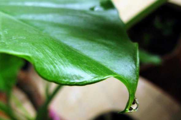 什么植物的叶子会滴水 大家帮我看看这是什么花花叶会滴水,但又不像是滴水观音。