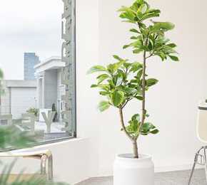 树叶状植物盆栽叫什么 有一种植物