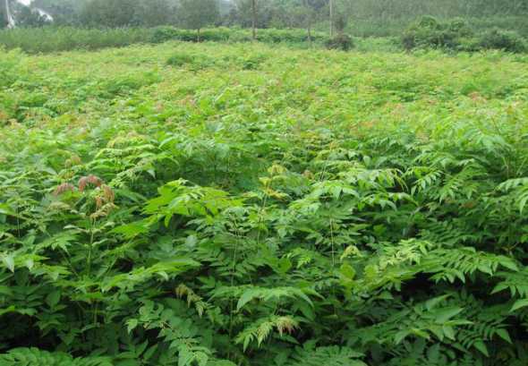 新栽栾树什么时候发芽 栾树何时发芽长叶