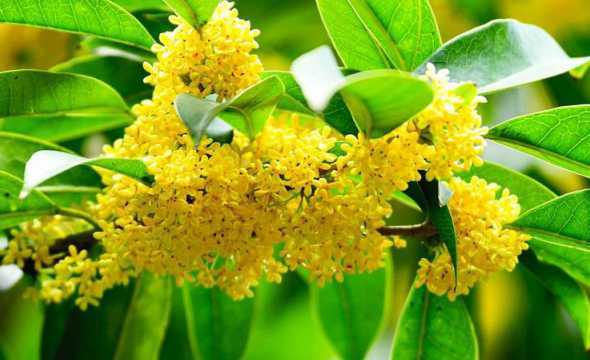 丹桂什么时候季节开放 桂花在什么时候(白天还是晚上)开放