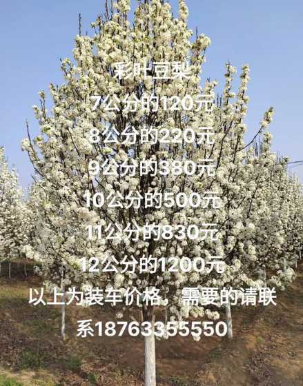 彩叶豆梨多少钱一棵6 彩叶豆梨品种介绍
