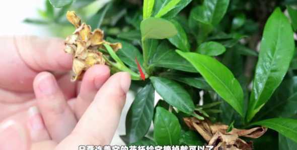 栀子花开败后怎么处理 栀子花败了之后怎么处理