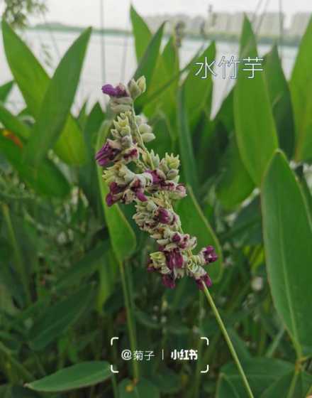 竹芋为什么叶子上有水 竹芋烂叶子原因及处理方法