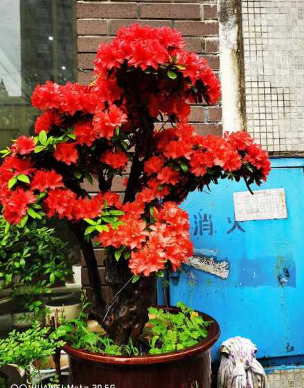 别墅庭院种什么植物好 适合别墅庭院种植的植物有哪些