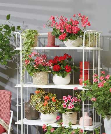 适合天台花盆种什么花 天台适合种什么果树