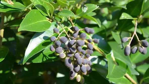 女贞树种子有什么作用 女贞子的种子从树上摘下来应该怎么处理来做种子