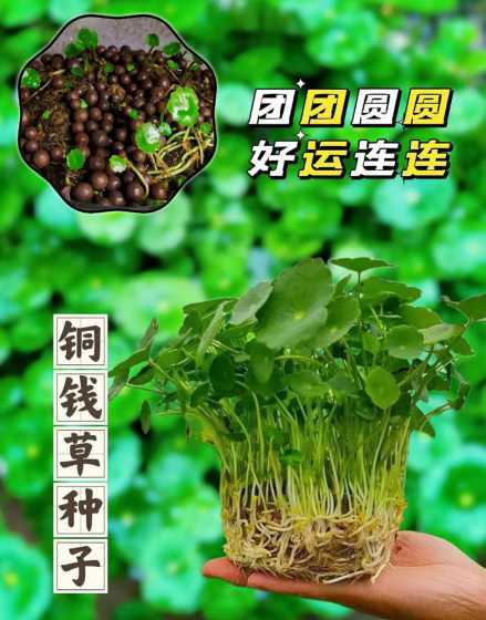 铜钱草花语是什么意思 铜钱草的寓意和花语是什么