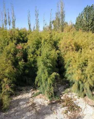 浙江省盐碱地种什么树 盐碱地适合种植什么树