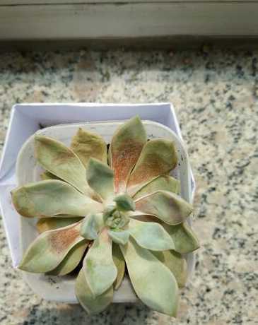 多肉的叶子为什么发蔫 多肉植物为什么底下的叶子全蔫了