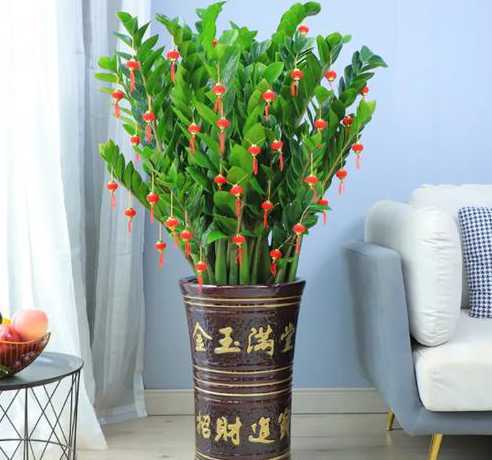 家里种什么植物旺财运 家里庭院种什么植物风水好又旺财