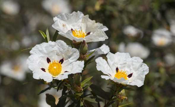 岩蔷薇的花语什么意思 岩蔷薇花语及代表意义