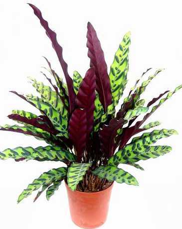 孔雀竹芋种子怎么种植 孔雀竹芋的种子怎么种