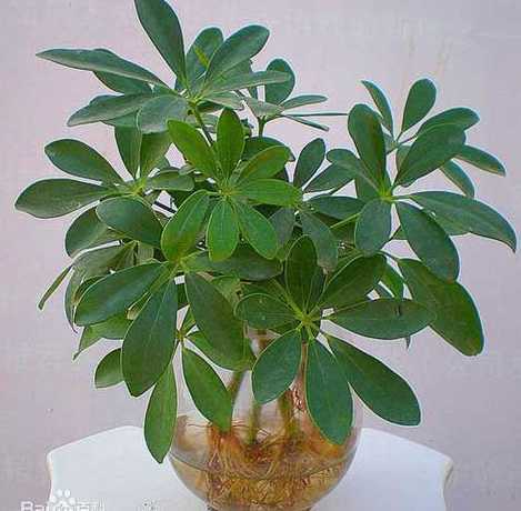 什么植物叶子会卷成圈 这是什么植物为什么叶子会卷起来了