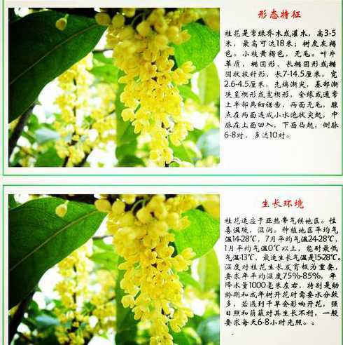 桂花种子种多少年开花 桂花籽种下以后,几年可以开花