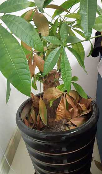 发才树为什么会掉叶子 发财树掉叶子是怎么回事(关于掉叶的解决方法)