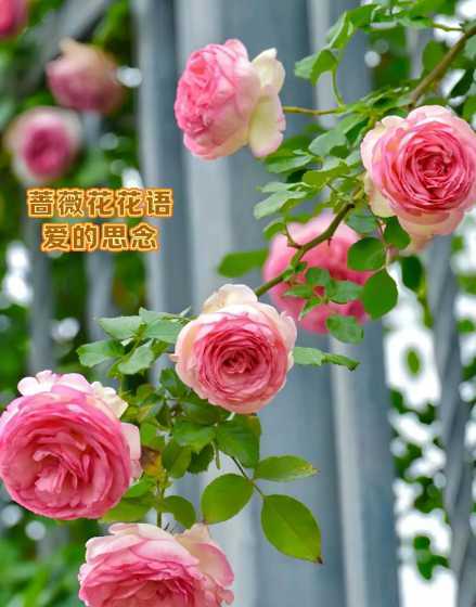 4月的蔷薇花寓意什么 蔷薇花是代表什么意思