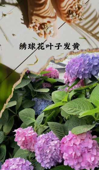 绣球叶子发黄怎么解决 绣球花叶子发黄边缘干枯怎么办