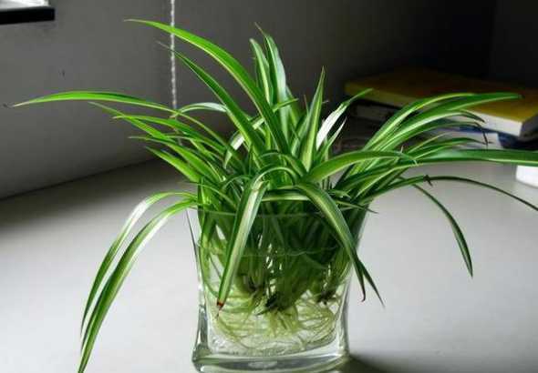 店里适合养什么植物好 商铺养什么植物风水好,店铺养什么植物最旺财