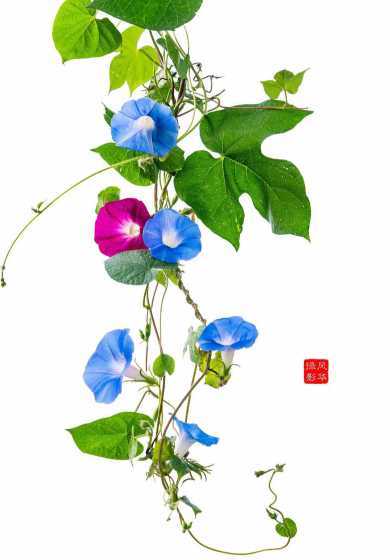牵牛花开花的什么有关 牵牛花的开花时间和特征