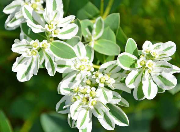 冬天花草几天喷一下叶面 花草叶面上喷水喷什么水,什么时间喷洒叶面最好