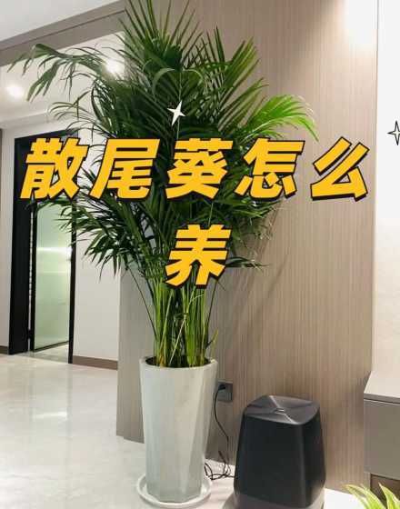 北方冬季散尾葵怎么养 散尾葵冬季室内养殖怎么浇水