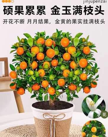 金桔盆栽怎么养殖技术 金桔树盆栽的养殖方法和注意事项