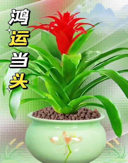 鸿运当头盆栽怎么种植 鸿运当头的养殖方法和注意事项怎么浇水