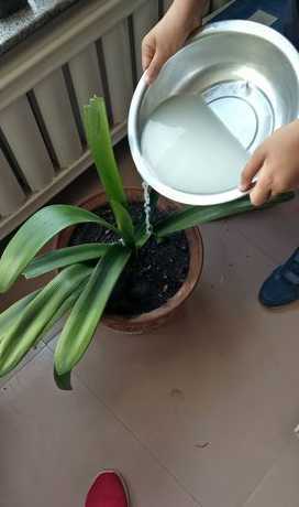 给植物浇水怎么样才好 各种植物浇水的正确方法