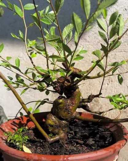 榆树扦插怎么快速生根 请问老师,榆树粗枝扦插多久生根,谢谢