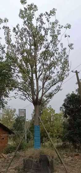 香樟树40公分多少钱 樟树的资料