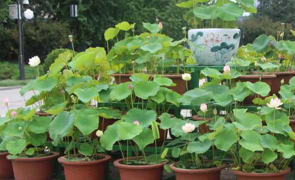 北方室外荷花怎么过冬 如何在水中养荷花过冬北方能养荷花吗