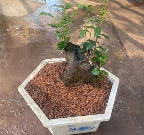 风化土可以种什么植物 种花用什么土最好啊