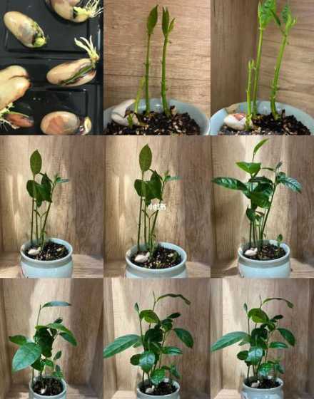 凤梨种子怎么种植盆栽 菠萝蜜的种子如何盆栽