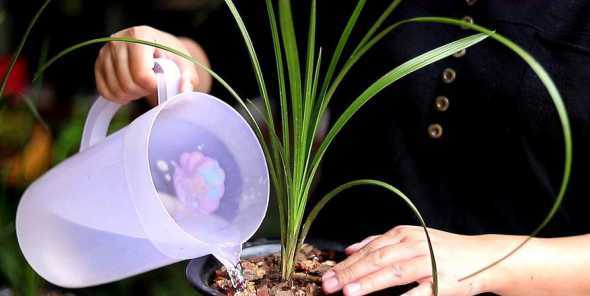 兰花种植技术怎么浇水 兰花浇水时间和正确方法