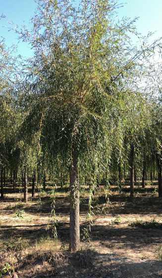 18公分的柳树多少钱 柳树多少钱一棵2024年柳树价格最新行情预测