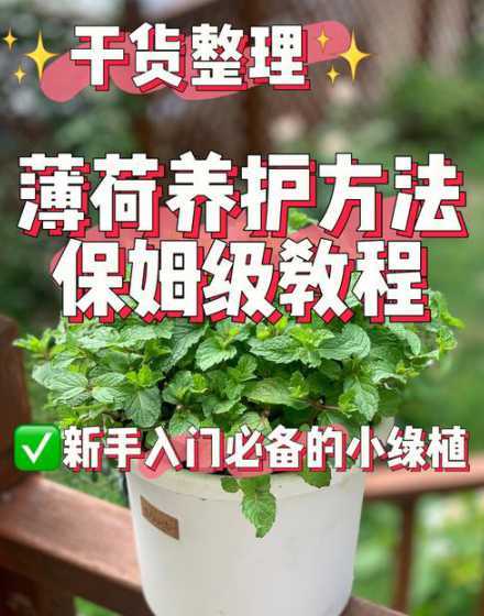 薄荷怎么养才能养得好 室内养薄荷怎么养殖