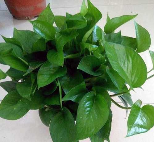 绿萝适合什么季节栽培 绿萝哪个季节扦插
