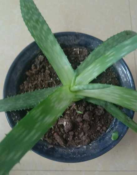 芦荟移栽没有根怎么养 没有根的芦荟怎么养活