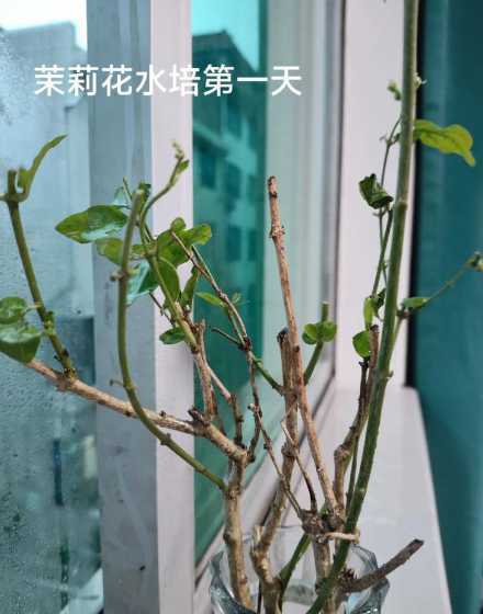 水培茉莉怎么才能开花 水培茉莉几天生根