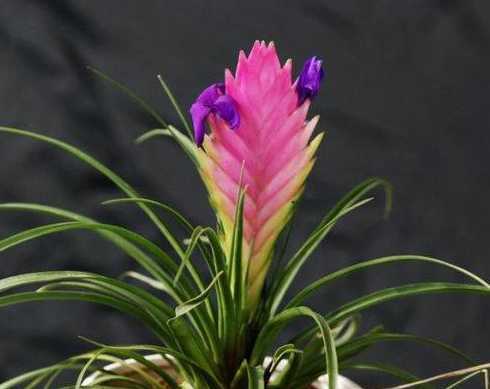 铁扇公主植物怎么养护 植物铁扇公主花怎么繁殖