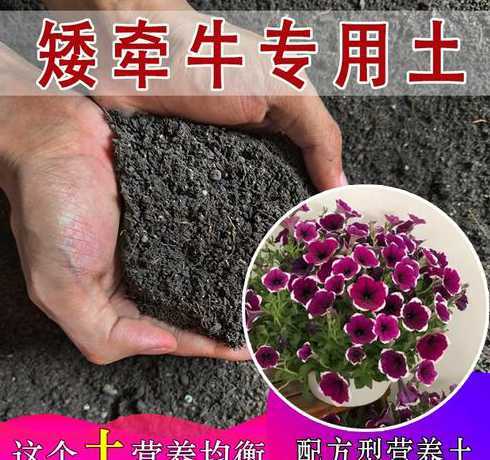 矮牵牛养殖要什么土壤 矮牵牛生长需要什么样的环境