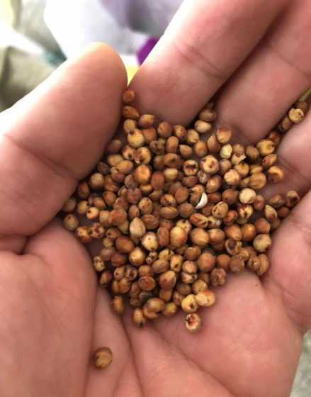 果岭草种子是什么样子 果岭草种子种植要注意什么