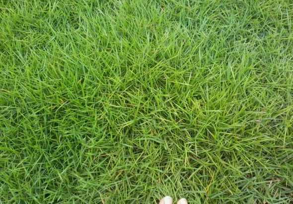 每平米撒多少果岭草籽 草坪绿化一平米多少钱