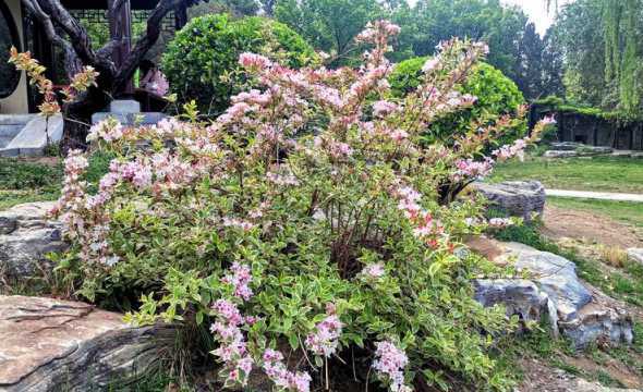 锦带花属于什么科植物 锦带花这种植物,它是喜阴还是喜阳