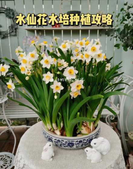 土种水仙什么时候开花 把水仙种土里明年会接着开花吗