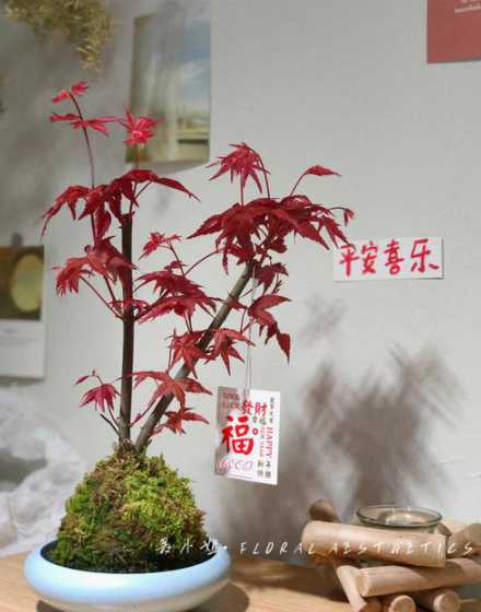 盆景枫树夏天怎么浇水 盆景红叶枫树养护方法