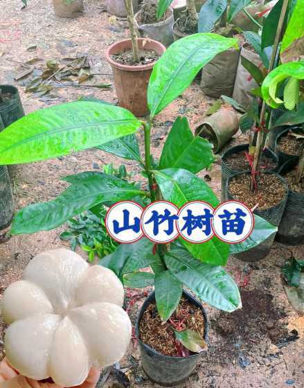 山竹苗什么时候种才好 山竹果树苗什么时候种山竹苗种植方法