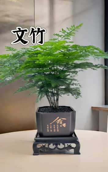 文竹的生长具有什么性 文竹的特性是什么