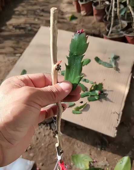 蟹爪兰是怎么样嫁接的 蟹爪兰怎么嫁接